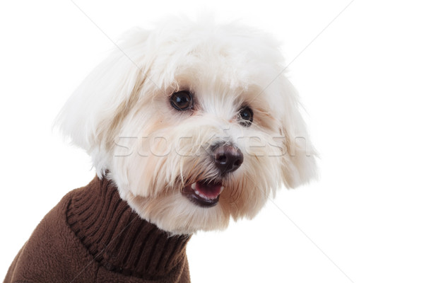 shocked bichon puppy dog wearing clothes looks to side Stock photo © feedough