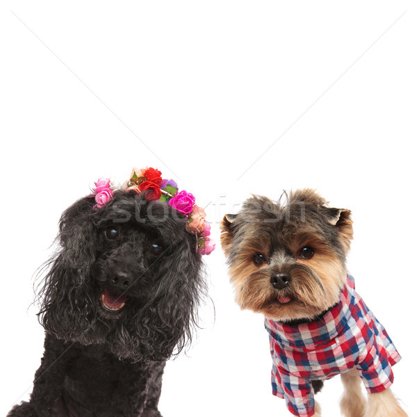 Foto stock: Feliz · caniche · yorkshire · terrier · blanco · flores