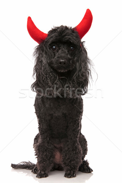 Adorável pequeno diabo preto poodle Foto stock © feedough