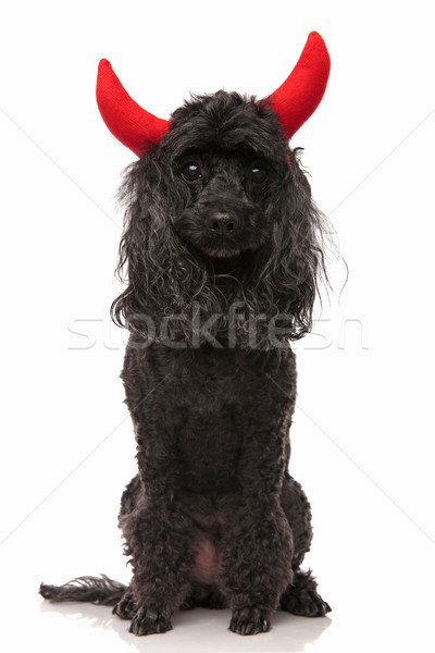 [[stock_photo]]: Adorable · peu · diable · noir · caniche