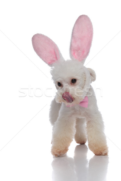 elegant bichon with bunny ears licking its nose while standing Stock photo © feedough