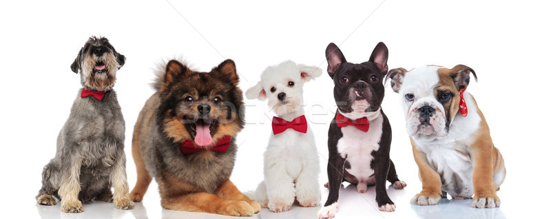 elegant team of five cute dogs with bowties Stock photo © feedough
