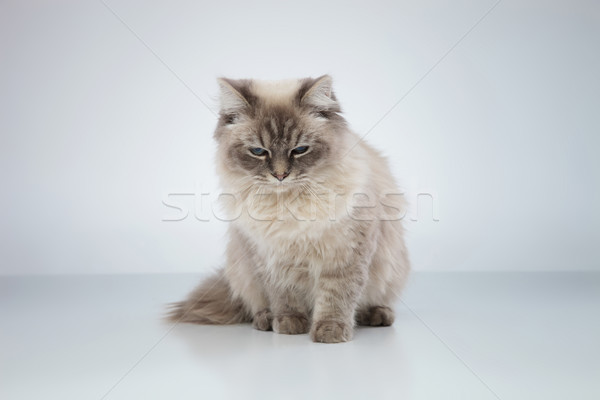 Aranyos álmos macska ül stúdió Stock fotó © feedough