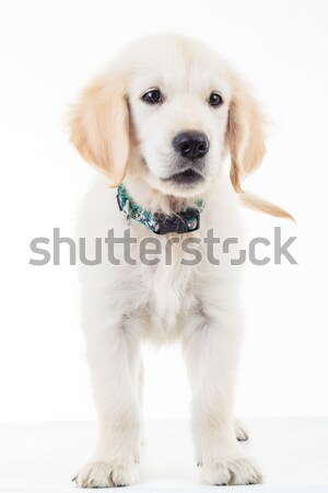 Kutyakölyök arany labrador labrador retriever fehér állat Stock fotó © feedough