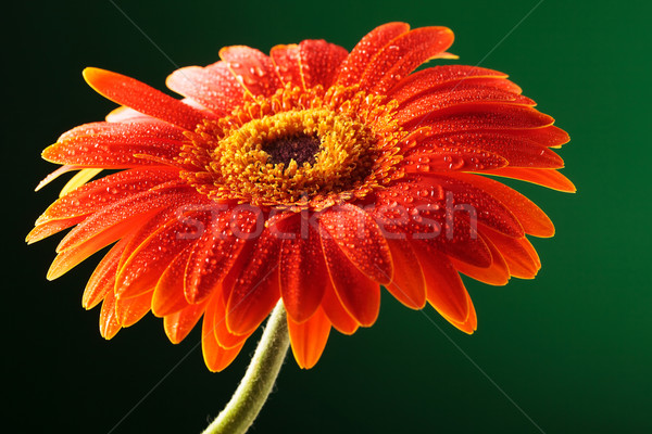 closeup of orange gerbera with drops Stock photo © feedough
