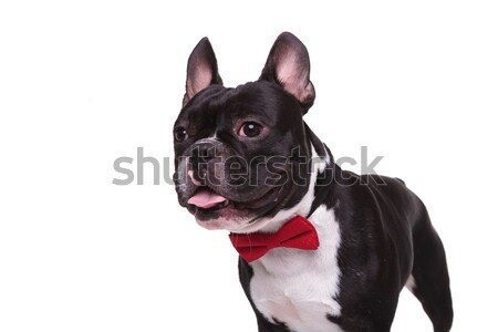 side of a panting french bulldog puppy wearing bow tie  Stock photo © feedough