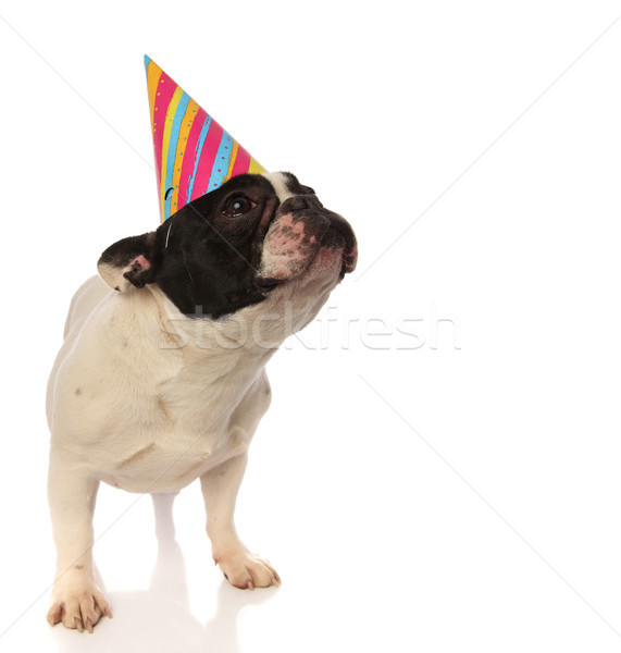 adorable birthday puppy looking up hopes for a treat Stock photo © feedough