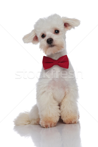classy bichon wearing a red bowtie looks down to side Stock photo © feedough