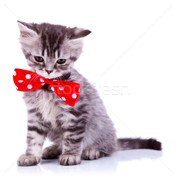 Schläfrig Silber Baby Katze tragen groß Stock foto © feedough