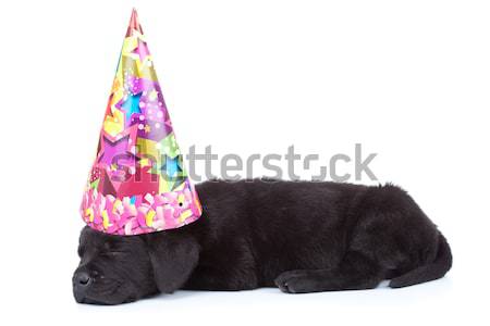 black labrador retriever puppy dog sleeping Stock photo © feedough