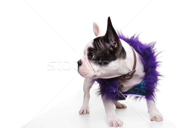 Weinig frans bulldog puppy naar kant Stockfoto © feedough