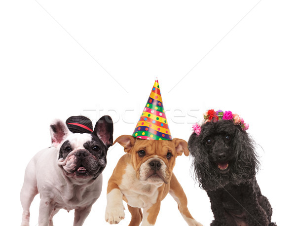 three adorable dogs  Stock photo © feedough
