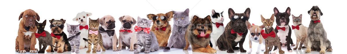 group of happy cats and dogs wearing bowties Stock photo © feedough