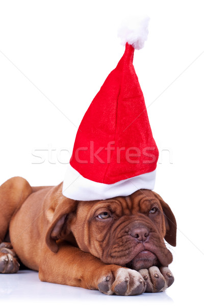 Stock photo: santa puppy looking a little tired