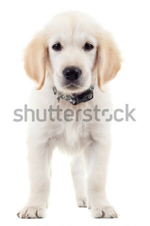 Labrador retriever puppy hond permanente naar camera Stockfoto © feedough