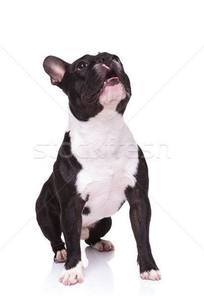 Foto stock: Sentado · curioso · francés · bulldog · cachorro · perro