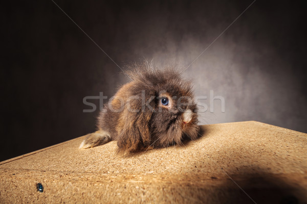 Stock photo: Cute lion head rabbit bunny sitting on a wood box