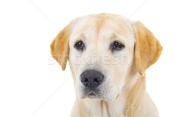 Cute labrador hoofd naar camera Stockfoto © feedough