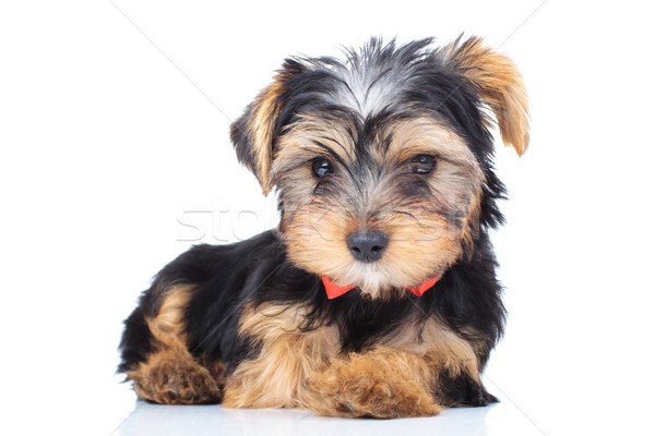 adorable little puppy wearing red bowtie  Stock photo © feedough