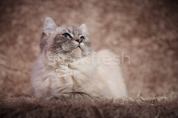 super cute furry cat lying down on fur background  Stock photo © feedough