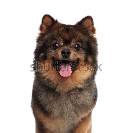 close up of excited brown dwarf spitz panting Stock photo © feedough