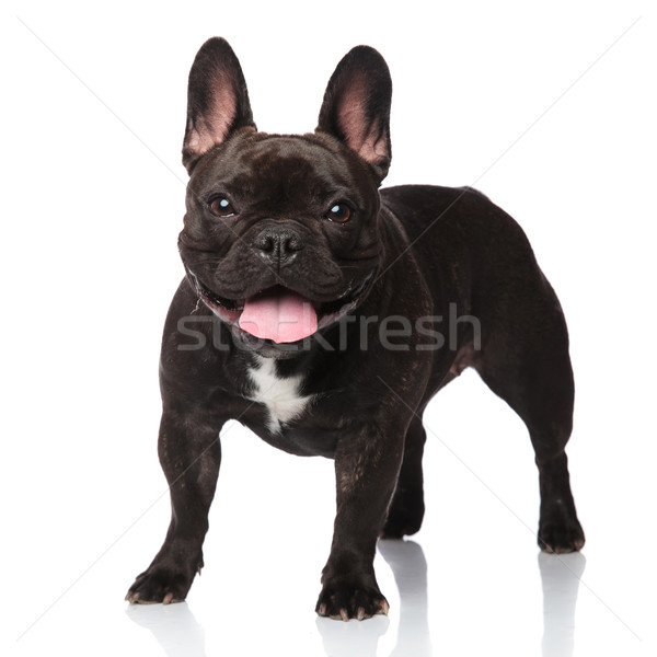 cute panting french bulldog standing Stock photo © feedough