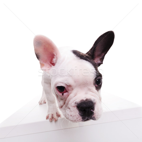 Gran angular Foto cute francés bulldog blanco negro Foto stock © feedough