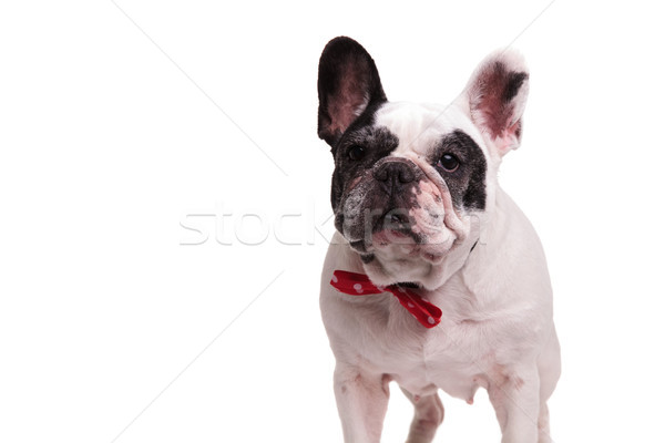elegant french bulldog wearing red bowtie  Stock photo © feedough