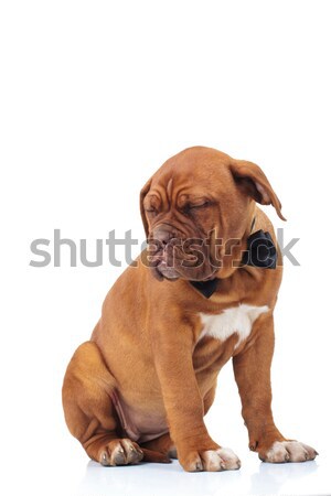 seated brown puppy wearing bowtie is sleeping Stock photo © feedough
