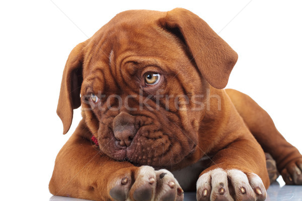 shy little puppy dog looks to side while lying down Stock photo © feedough