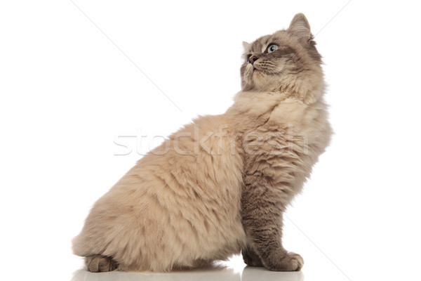 side view of seated grey cat turning its head back Stock photo © feedough