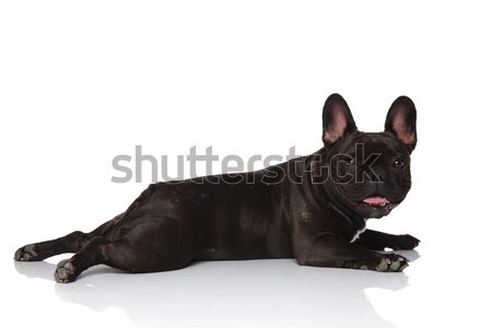 side view panting black french bulldog lying Stock photo © feedough