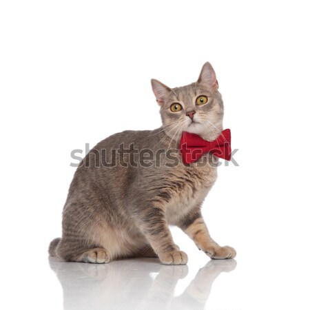 Stock photo: side view of classy metis cat with red bowtie standing