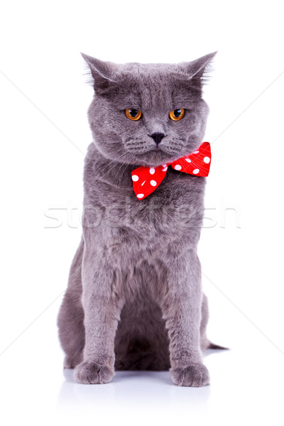 Macska visel piros csokornyakkendő ülő nagy Stock fotó © feedough