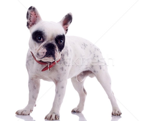 Stock photo: French Bulldog