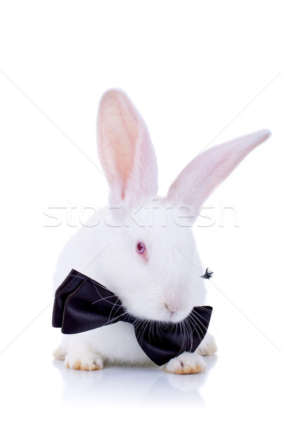 adorable bunny withe black bow tie Stock photo © feedough