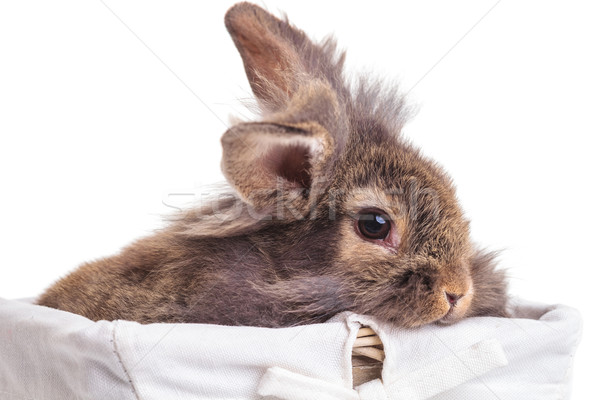 lion head rabbit bunny sitting in a wood basket. Stock photo © feedough