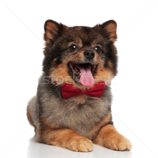 gentleman pomeranian lies down while panting and looking up Stock photo © feedough