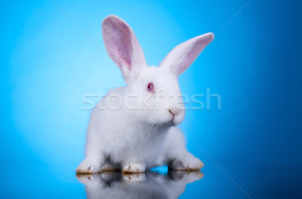 curious little bunny  Stock photo © feedough