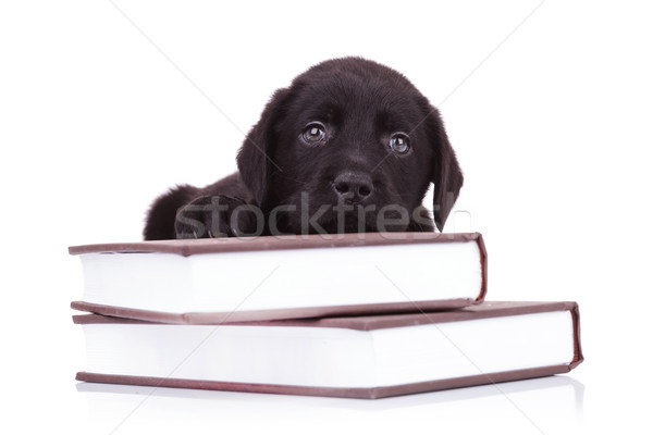  labrador retriever lying down on some books Stock photo © feedough