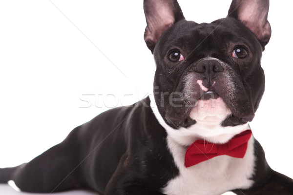 Stock photo: french bulldog puppy dog lying down and looking up