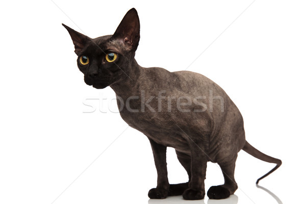 Side View Of A Standing Grey Cat Stock Photo C Viorel Sima Feedough 8984085 Stockfresh Standing kitten cat side view isolated on white siberian husky is isolated on a white background side view funny cat or kitten standing side view isolated on white. side view of a standing grey cat stock