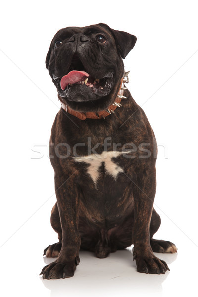 adorable barking black boxer looking up to side Stock photo © feedough