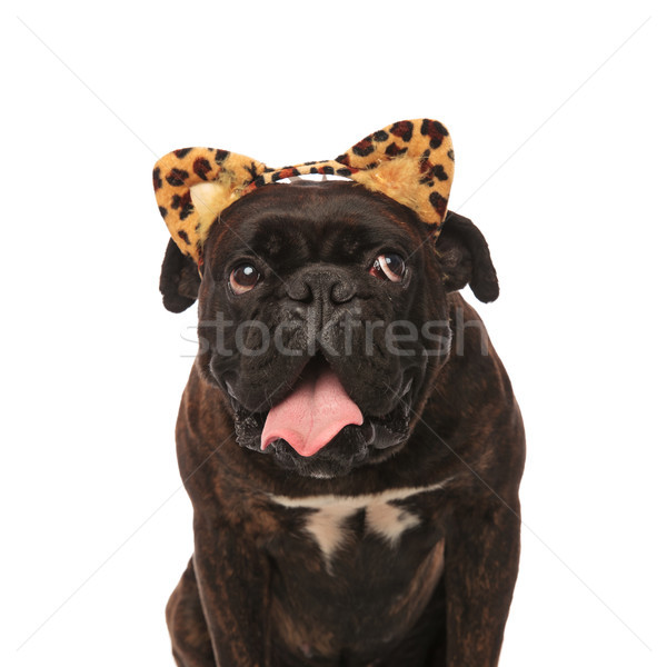 Stock photo: panting boxer with animal print headband looks up to side