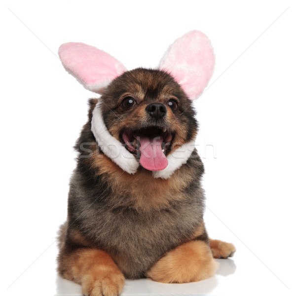 cute lying brown pom with pink bunny ears panting Stock photo © feedough