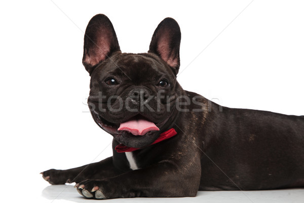 [[stock_photo]]: Curieux · gentleman · français · bulldog · blanche