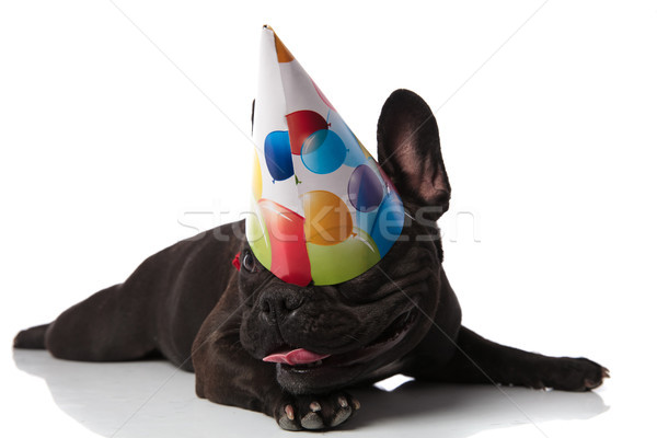 funny lying french bulldog with birthday hat covering eyes Stock photo © feedough