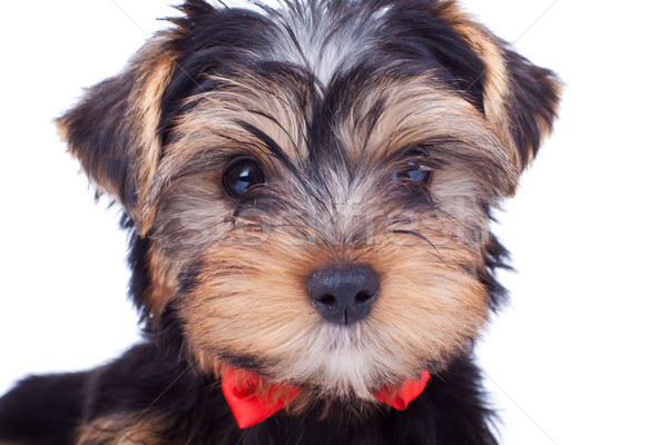 Cute yorkshire cachorro rojo arco Foto stock © feedough