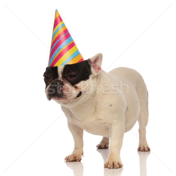 adorable birthday french bulldog wants his cake now Stock photo © feedough