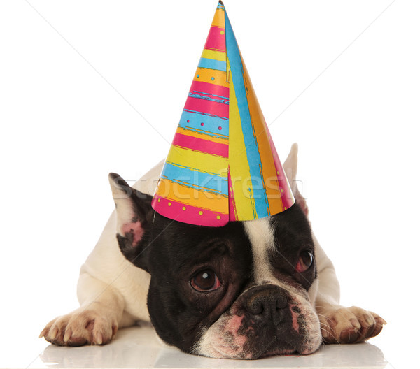 french bulldog lying down is not happy about his birthday Stock photo © feedough